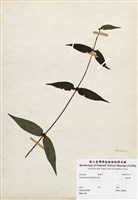 藏品(糯米團)的圖片